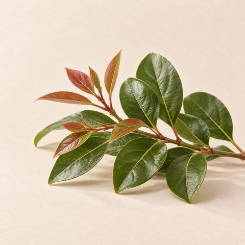 Camphor tree twig with glossy green leaves and red young leaves