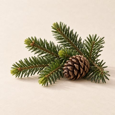 Fir twigs with short dark-green needles and a cone