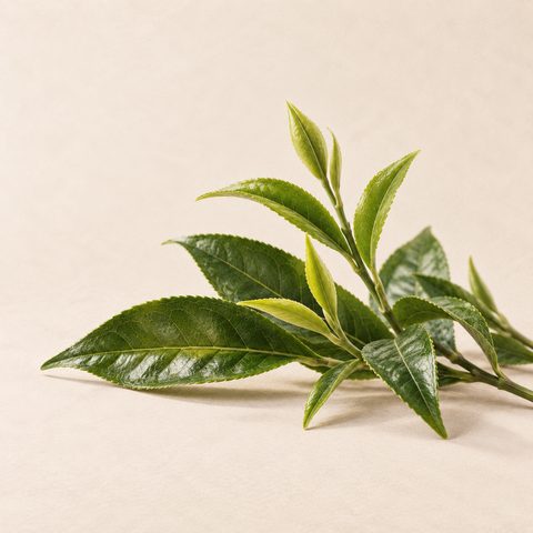 Fresh green tea leaves and young shoots
