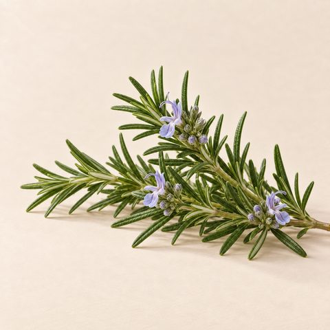 Rosemary sprigs with small pale-blue flowers