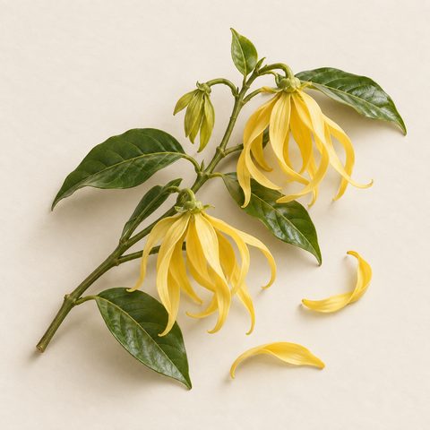 Ylang-ylang: yellow flowers with long curling petals on a leafy branch